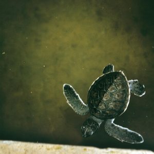 drew-farwell-DpwoFJMqfpo-unsplash