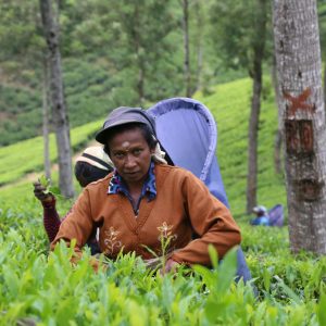 pexels-sanjeewa-jayarathne-419863937-23506593